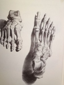 Human feet Drawing by Bernard Siegfried Albinus, anatomist of the 18th century